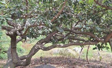 VENTA TERRENO SANTA EULALIA 486 M2 $65 000