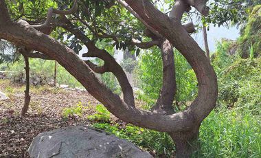 VENTA TERRENO SANTA EULALIA 486 M2 $65 000