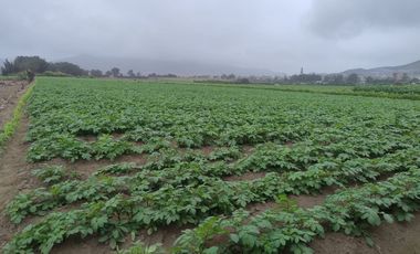 CHANCAY- VENTA TERRENO 3,623 M2 EN CHANCAYLLO