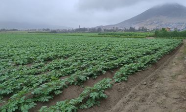 CHANCAY- VENTA TERRENO 3,623 M2 EN CHANCAYLLO