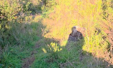 Se venden 2 parcelas en sector de Chancoyan a unos 25 km de Valdivia $40.000.000c/u