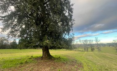 Oportunidad de parcelas a 45 minutos de Frutillar