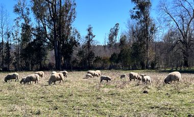 Parcelas Huiscapi Venta En Verde A 20min De Villarrica