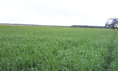 FINCA PARA DIVERSOS PROYECTOS DE 20.000 HECTAREAS EN CUMARIBO- VICHADA