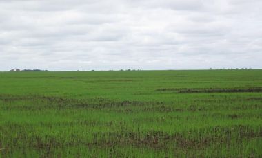 FINCA PARA DIVERSOS PROYECTOS DE 20.000 HECTAREAS EN CUMARIBO- VICHADA