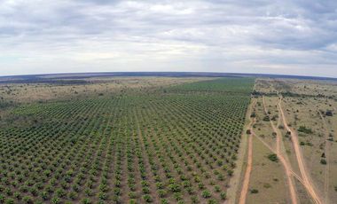 FINCA PARA DIVERSOS PROYECTOS DE 20.000 HECTAREAS EN CUMARIBO- VICHADA