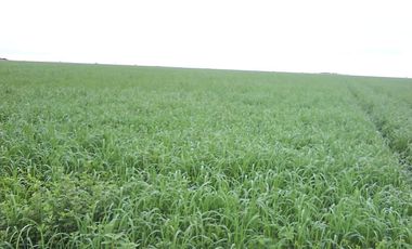 FINCA PARA DIVERSOS PROYECTOS DE 20.000 HECTAREAS EN CUMARIBO- VICHADA