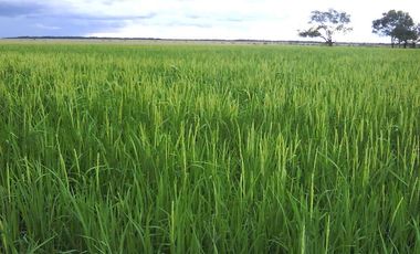 FINCA PARA DIVERSOS PROYECTOS DE 20.000 HECTAREAS EN CUMARIBO- VICHADA
