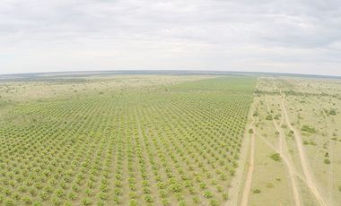 FINCA PARA DIVERSOS PROYECTOS DE 20.000 HECTAREAS EN CUMARIBO- VICHADA