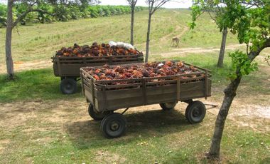 FINCA PARA DIVERSOS PROYECTOS DE 20.000 HECTAREAS EN CUMARIBO- VICHADA