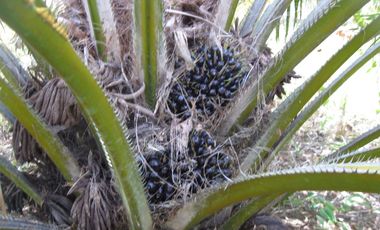FINCA PARA DIVERSOS PROYECTOS DE 20.000 HECTAREAS EN CUMARIBO- VICHADA
