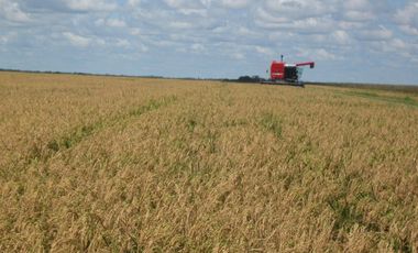 FINCA PARA DIVERSOS PROYECTOS DE 20.000 HECTAREAS EN CUMARIBO- VICHADA