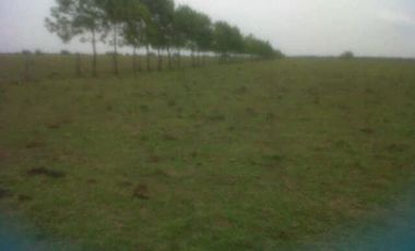 FINCA GANADERA DE 11.830 HECTAREAS EN LA PRIMAVERA- VICHADA