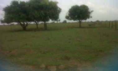 FINCA GANADERA DE 11.830 HECTAREAS EN LA PRIMAVERA- VICHADA