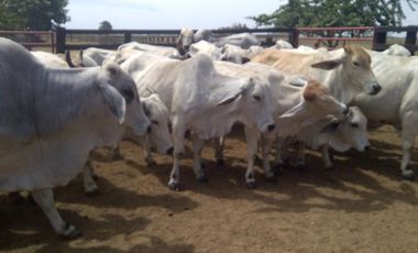 FINCA GANADERA DE 11.830 HECTAREAS EN LA PRIMAVERA- VICHADA