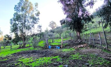 PREDIO EN LAS CABRAS DE 93 HECTAREAS