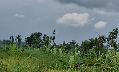 ขายที่ดิน มี 2 แปลง เนื้อที่รวม 4 ไร่ 2 งาน 15 ตร.วา เทิง เชียงราย