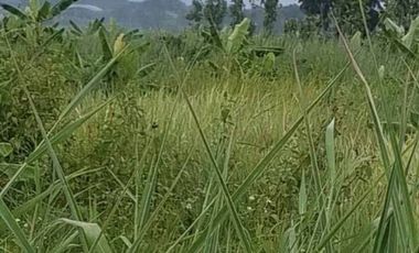 ขายที่ดิน มี 2 แปลง เนื้อที่รวม 4 ไร่ 2 งาน 15 ตร.วา เทิง เชียงราย