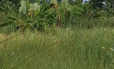 ขายที่ดิน มี 2 แปลง เนื้อที่รวม 4 ไร่ 2 งาน 15 ตร.วา เทิง เชียงราย