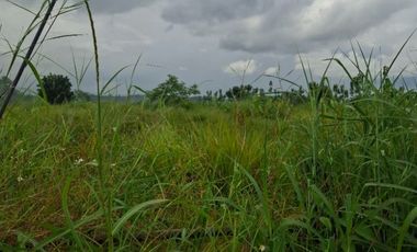 ขายที่ดิน มี 2 แปลง เนื้อที่รวม 4 ไร่ 2 งาน 15 ตร.วา เทิง เชียงราย