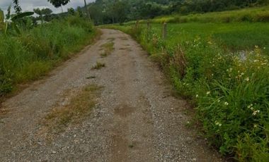 ขายที่ดิน มี 2 แปลง เนื้อที่รวม 4 ไร่ 2 งาน 15 ตร.วา เทิง เชียงราย