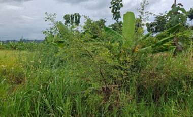 ขายที่ดิน มี 2 แปลง เนื้อที่รวม 4 ไร่ 2 งาน 15 ตร.วา เทิง เชียงราย