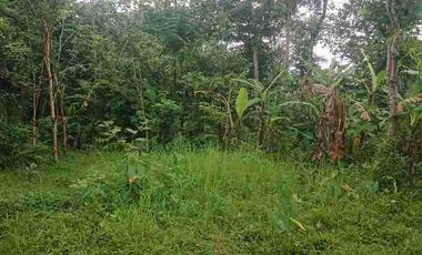 LUAS TANAH INVESTASI 742M2 TRENGGALEK JATIM