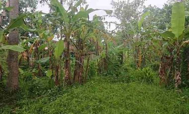 LUAS TANAH INVESTASI 742M2 TRENGGALEK JATIM