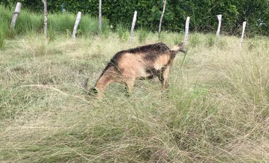 ARRIENDO FANTÁSTICA FINCA DE 2 HECTAREAS EN VÍA GUAMO - SALDAÑA, TOLIMA