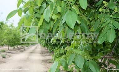 VENDEMOS Parcelas en sector de Talhuen
