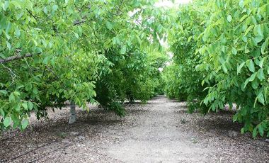 VENDEMOS Parcelas en sector de Talhuen