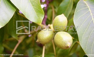 VENDEMOS Parcelas en sector de Talhuen