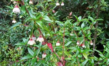 TERRENO DE 1 HÁ. EN LOTEO CERRO DE LA MARIQUINA