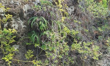 TERRENO DE 1 HÁ. EN LOTEO CERRO DE LA MARIQUINA