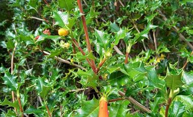 TERRENO DE 1 HÁ. EN LOTEO CERRO DE LA MARIQUINA