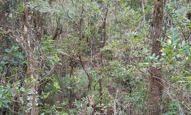 TERRENO DE 1 HÁ. EN LOTEO CERRO DE LA MARIQUINA