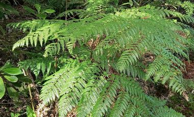 TERRENO DE 1 HÁ. EN LOTEO CERRO DE LA MARIQUINA