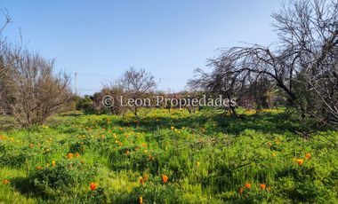 Leon Propiedades vende hermosa parcela de 1ha. con casa en sector los Naranjos, Curacaví.