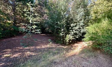 Venta 2 hermosas parcelas de 5.000 mts2 c/u - Pinto, Ñuble