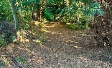 Venta 2 hermosas parcelas de 5.000 mts2 c/u - Pinto, Ñuble