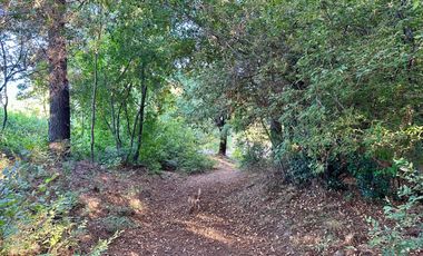 Venta 2 hermosas parcelas de 5.000 mts2 c/u - Pinto, Ñuble