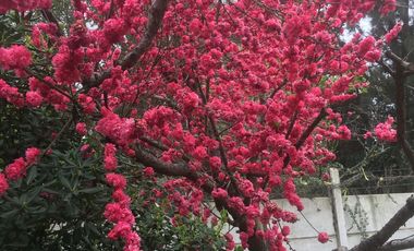 En venta espectacular parcela - negocio en Chicureo