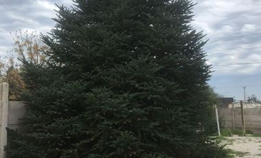 En venta espectacular parcela - negocio en Chicureo