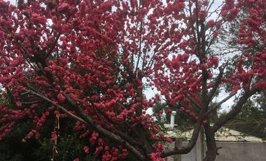 En venta espectacular parcela - negocio en Chicureo