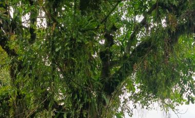 SE VENDE FINCA GANADERA VEREDA SAN BENITO AGUAZUL- VIA PAJARITO BOYACÁ