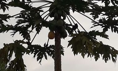 Venta de Quinta en Urbanización Cascada Azul, Pedro Vicente Maldonado