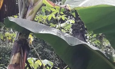 Venta de Quinta en Urbanización Cascada Azul, Pedro Vicente Maldonado