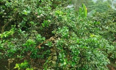 Venta de Quinta en Urbanización Cascada Azul, Pedro Vicente Maldonado