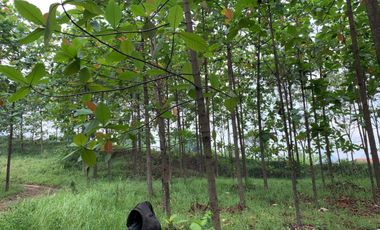 Jual tanah mainroad Batujajar Padalarang Bandung Barat