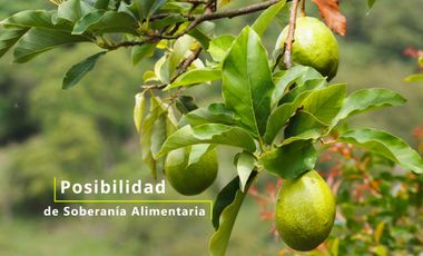 Finca 5 hectáreas con casa